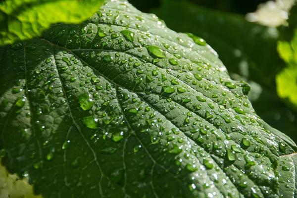 Зеленый лист с прозрачными капельками после дождя. Экологическая концепция. Природа. Гренн уходит — стоковое фото