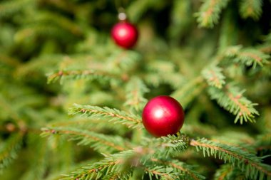 Noel ağacına asılı kırmızı Noel top. Seçici odak. Uzay kopyalayın. Noel ağacı süsle. taze çam dalları ve kırmızı süsler. Yeni yıl kutlama. Davetiye Kartpostalı