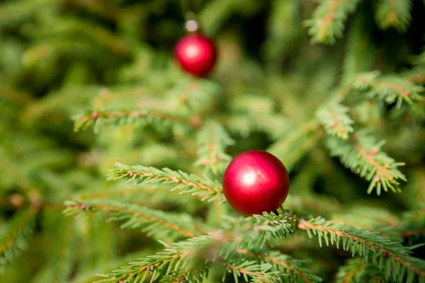 Pallina di Natale rossa appesa all'albero di Natale.Focus selettivo.Copia spazio.Decorazione dell'albero di Natale. rami di abete freschi e ornamenti in rosso.Festeggiamenti di anno nuovo. cartolina di invito — Foto Stock