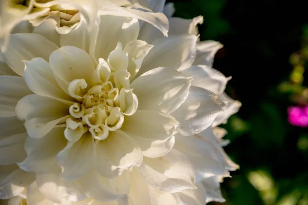 Blommande vit dahlia blomma i trädgården med kopia utrymme. Vackra blommande vit Dahlia. Selektivt fokus. Grunt djup av fält, suddig mörk bakgrund. — Stockfoto
