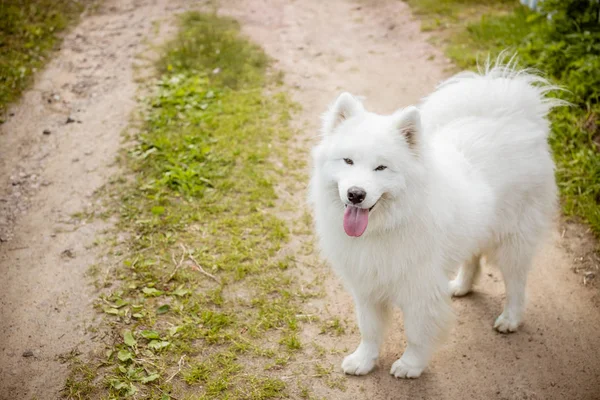 Bílé chlupaté roztomilé samojed jazyk psa v parku cestě, zastřihování pes. Samojed pes chodí na trávě. Péče o domácí zvířata koncept. Kopírovat prostoru. Samojed venčení po louce — Stock fotografie