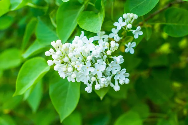 흰색 꽃 라일락의 봄 분기 합니다. 라일락 꽃 가지 — 스톡 사진