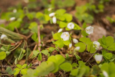 İlk çiçekler, kardelen üzerinde güneş alp glade bahar. yumuşak arka plan bulanık. Bahar zamanı