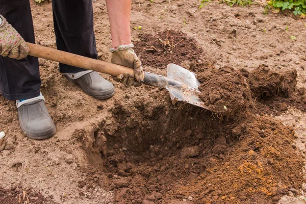 Werknemer graaft de zwarte bodem met schop in de moestuin, vrouw lost vuil in de landbouwgrond, de landbouw en het harde werk concept — Stockfoto