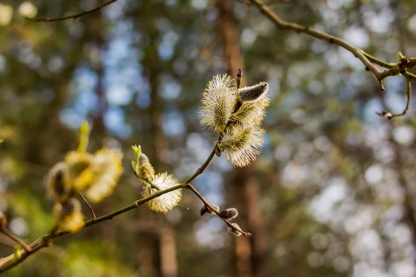 Kvetoucí jehněd topolu a vrby zblízka na pozadí lesní přírody. První bud na větvi na jaře, první leaf.willow pupeny v jarní forest.spring strom, větev pupeny — Stock fotografie