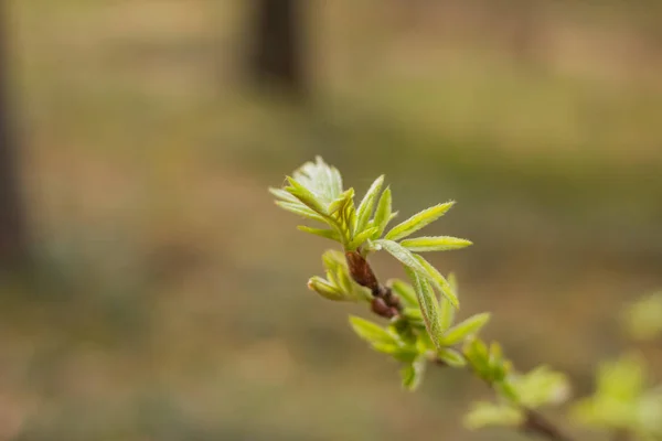 Young green leaves of mountain ash in early spring. Beginning of springtime. Shallow depth of field, blurred background, focus on front leaves — Stock Photo, Image