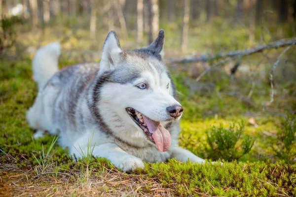 Raça de cães Siberian Husky andando na floresta.retrato de siberian husky ao ar livre. Cão engraçado bonito no parque ensolarado, no fundo verde floresta . — Fotografia de Stock