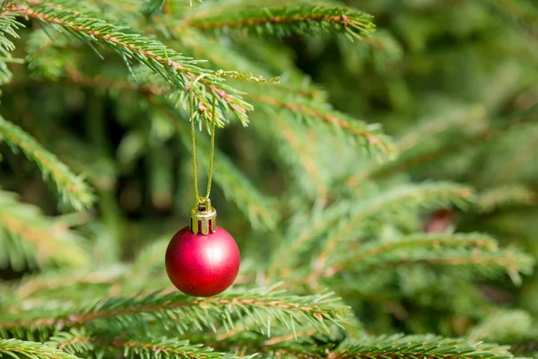 赤のクリスマスと正月飾り、緑の自然の背景に分離されました。ミニマリズム、グリーティング カード、休日安物の宝石とアート デザイン。ボール、ヒイラギの果実で飾られた美しいクリスマス ツリーのクローズ アップ — ストック写真