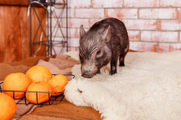 Mini retrato preto de porco. Porquinhos cor-de-rosa. Engraçado pequeno mini porquinho e laranjas, tangerinas.Horóscopo chinês, Feliz Ano Novo 2019.Pig ano novo, um símbolo de 2019.Copiar espaço — Fotografia de Stock