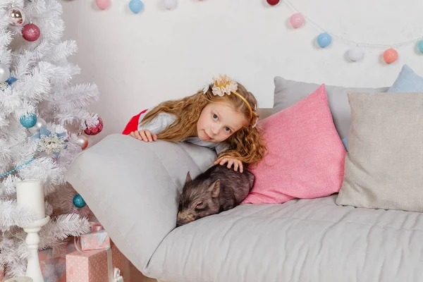 New Year and Christmas story about a little girl in festive clothing and mini pig. Little Pig symbol of 2019. Black small pig as symbil for 2019 in Chinese horoscope. Pet and cute child.Friendship and