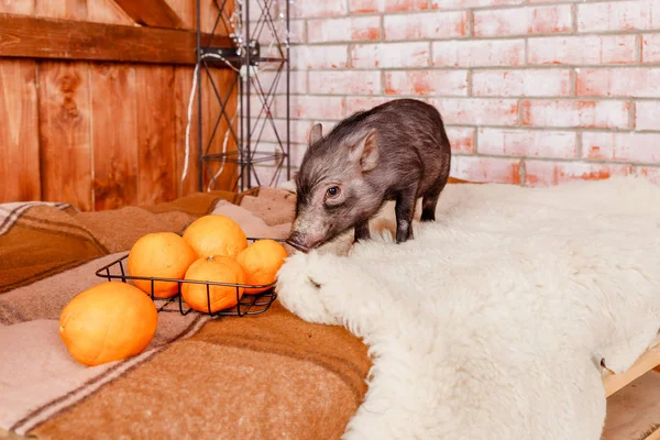 Cute black small-ear pig on brick background.Decorative pig, mini piggy.animals in the contact zoo, helps urban children learn about the lives of domestic and wild animals.Mandarin, tangerine — стоковое фото