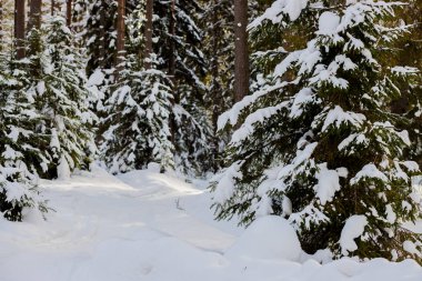 güneşli bir soğuk kış orman. Bir patika ile dağ manzarası. Güneşli gün ve çam ormanı ile kar çok soğuk weather.scenery. Sunny soğuk Ocak, Şubat.