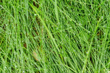 yemyeşil yeşil çim erken sabah çiğ kaplı. Yeşil çim damla doku ile. Driops Taze çimenlerin üzerinde yağmur sonrası su. Işık sabah doğa. yeşil çimen background.environmental protection.ecology