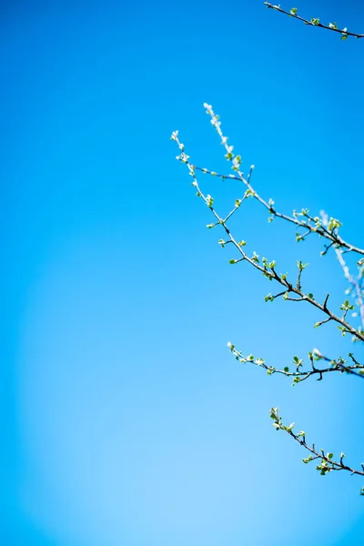Twigs with leaf buds busted recently. Young small leaves and buds on tree. Beautiful apple tree twigs with first leaves against clear blue sky background. New life spring time concept. Early spring — Stock Photo, Image