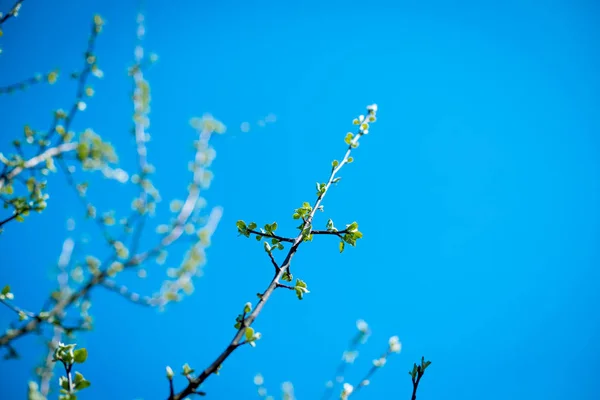 Des rameaux avec des bourgeons de feuilles ont éclaté récemment. Jeunes petites feuilles et bourgeons sur l'arbre. Belles rameaux de pommier avec les premières feuilles sur fond bleu ciel clair. Nouveau concept de printemps de vie. Début printemps — Photo