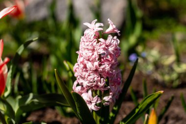 sümbül çiçeği spingtime garden.pink çiçek sümbül Park içinde baharda büyümek. pembe çiçekler. Bush bahar çiçek açan ground.flowers pembe sümbül.