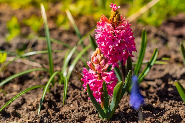 Hyazinthen blühen zur Blütezeit im Garten, rosa Blühhyazinthen im Frühling im Park. rosa Blüten. Strauch von rosa Hyazinthen im Boden. Blütenpracht im Frühling. — Stockfoto