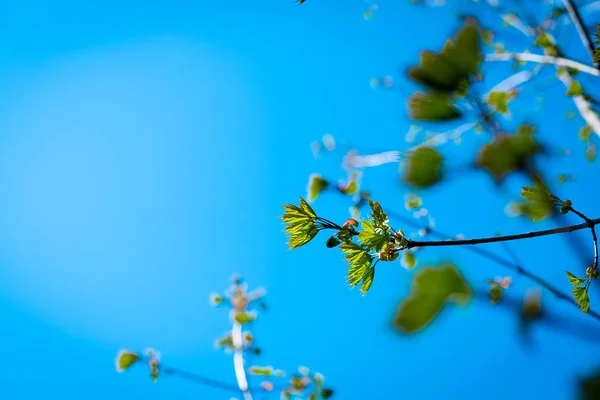 Texture background, pattern. Spring landscape, the first young leaves of trees.Branch of tree with first green leaves and buds against blue sky. Spring background. Nature wakes up,Selective focus.Copy — Stock Photo, Image