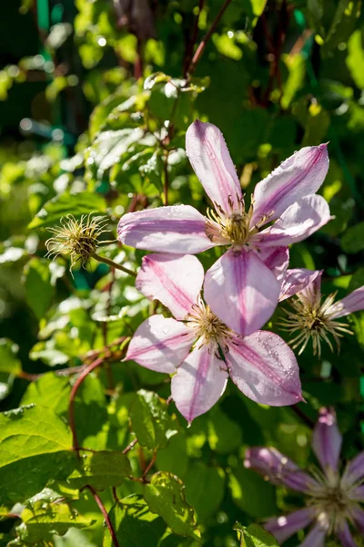 Texture florale. lumière du soleil rose blanc clématite fleur et un bourgeon sur fond vert flou sur une journée ensoleillée d'été.floraison clématite buisson sur fond de feuilles vertes.Jardin d'été concept.grimpant plante — Photo
