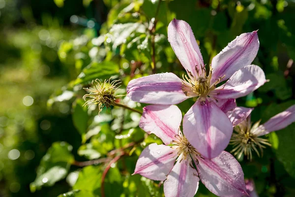 Florale Textur. sonnenbeschienene rosa weiße Clematisblüte und eine Knospe auf unscharfem grünen Hintergrund an einem sonnigen Sommertag.Blühender Clematisstrauch auf grünem Laubhintergrund.Sommergartenkonzept.Kletterpflanze — Stockfoto