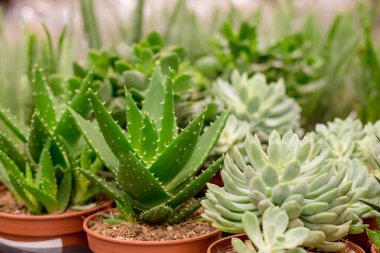 Çeşitli succulents bitki çiçek pazarı sokakta olmayacak. Renkli minyatür çöl etli bitkiler üzerinde bitki ve Bahçe Festivali dükkanında satılmaktadır. Seçici odak. çiçekçi dükkanı. Vintage ev