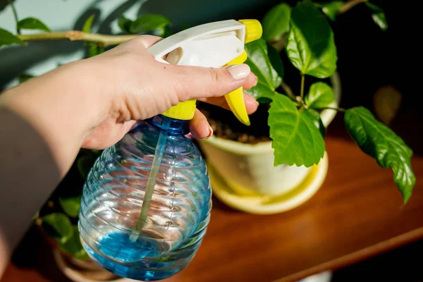 woman caring for house plant. Woman taking care of plants at her home, spraying a plant with pure water from a spray bottle.Female hand spraying a house plant with sprayer at home. gardening, flower