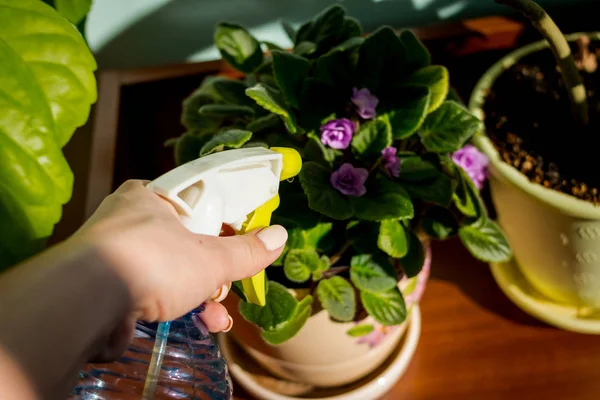 woman caring for house plant. Woman taking care of plants at her home, spraying a plant with pure water from a spray bottle.Female hand spraying a house plant with sprayer at home. gardening, flower