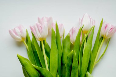Hafif bir arka plan üzerinde pembe lale buketi. Tatil kartı. Lale grup. Merhaba bahar. Mutlu Paskalyalar, 8 Mart, anneler günü kavramı. Bahar çiçekleri. Kopya alanı