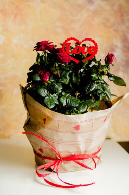 Çiçek açan güller çiçek tencerede, aşk mesajı, kırmızı kalp. Çiçekler ve kırmızı kalpler yayla güzel kağıt sarılı. Sevgi ve takdir sembolü. 8 Mart Kadınlar günü. Sevgililer günü. Sevgililer