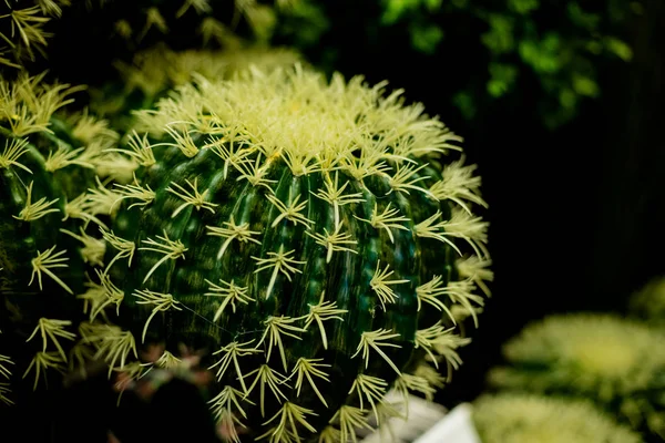 Grandes espécies de plantas de cacto Echinocactus crescem no habitat do deserto, popularmente conhecido como o cacto barril dourado, bola dourada ou, de forma divertida, almofada sogra — Fotografia de Stock