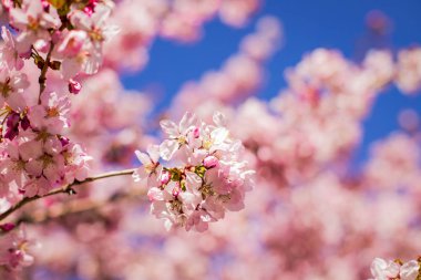 Pembe çiçekleri çiçek açan bahar sırasında mavi gökyüzü ile dalı. Kiraz ağacı dalları karşı bir bulutlu mavi sky.beautiful pastel bahar pembe background.cherry çiçeği çiçek açmış. Doğa ve bahar zamanı