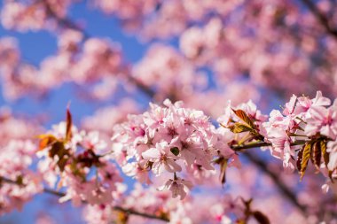 Pembe çiçekleri pembe sakura çiçekleri ve mavi gökyüzü arka plan bahar bloomingbranch sırasında mavi gökyüzü ile dalı. Çiçek açan kiraz ağacı dalları bulutlu mavi gökyüzü karşı