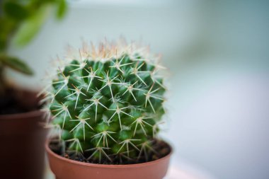 Kaktüs bulanık arka planlar üzerinde. Doğa yeşil arka plan veya duvar kağıdı yerli kaktüs portre. Yeşil kaktüs. tencerede, küçük dekoratif kaktüs izole. Kopya alanı