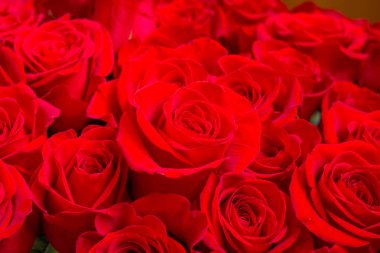 Taze koyu kırmızı güller doku arka kapatmak. Gül buketi. Rose. Kırmızı Sevgililer günü, gün arka plan düğün. Gül yaprakları ve kalpleri Valentine hediye. Sevgililer ve düğün sınır. Mutlu