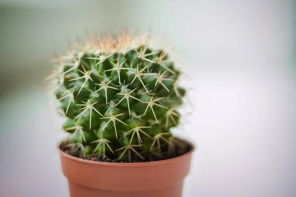 Cactus op een onscherpe achtergrond. Natuur groene achtergrond of behang binnenlandse cactus close-up. groene cactus. kleine decoratieve cactus in pot, geïsoleerd. Kopiëren van ruimte — Stockfoto