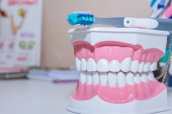 Tanden model en tandheelkundige tool op witte achtergrond. Gezonde zorg concept. verschillende soorten tandenborstels. mooie glimlach concept. — Stockfoto