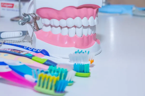 Dental model with toothbrush.whitening. tooth care. teeth healthy concept.various types of toothbrushes. beautiful smile concept.dental cut of the tooth, tooth model