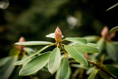 Pembe ormangülü bud gelişeceğini çiçekler ve büyük yeşil yaprakları ile lots, yakın çekim. Güzel pembe açelya çiçek garden.rhododendron tomurcuk içinde bir bahçe içinde. Ormangülü tomurcukları Spring.Almost kapalı