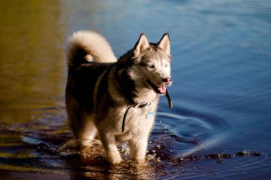 Göl, nehir, su kenarında bir genç Siberian dış yapraklar erkek köpek var. Gri ve beyaz kürk bir köpeği var. Sibirya Husky köpek açık portre ayakta sığ suda.