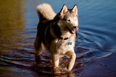 Göl, nehir, su kenarında bir genç Siberian dış yapraklar erkek köpek var. Gri ve beyaz kürk bir köpeği var. Sibirya Husky köpek açık portre ayakta sığ suda.