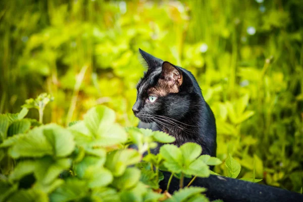 Black cat in the green grass. kitten sitting in the garden,glade, meadow.Cute black cat lying on green grass and looking mistrustfully.Black cat superstition as bringer of bad luck or good luck. Black — Stock Photo, Image