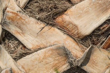 Palmiye ağaç arka plan doku deseninin üst gövde ayrıntı. Palmiye ağaç gövdesi kadar yakın makro arka plan .tahta kabuğu