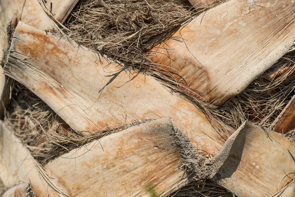 Dettaglio superiore del tronco di palma sfondo texture Pattern.Palm albero tronco da vicino macro sfondo .wooden corteccia — Foto Stock