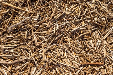 Sazlık doku kuru. Organik doğa duvar kağıdı sarı kamışı. Kuru saman. Reed desen, kuru bitki doku