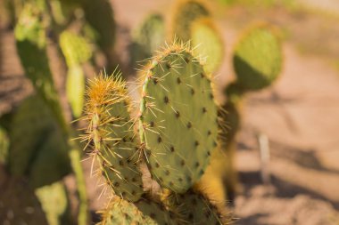 Kum zemin üzerine iğneler desenli closeup yeşil kaktüs. Bahçe veya park büyük kaktüs. güzel kaktüs iğneler bir arazi ile. inciri, yeşil kaktüs ağaç