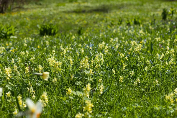 Υπόβαθρο Field.Landscape λουλουδιών με τις μαργαρίτες, λουλούδια στο ηλιόλουστο καιρό το καλοκαίρι. Wildflowers.Many μικρό φωτεινό λευκό, κίτρινο και μπλε λουλούδια σε μια άνοιξη bloo field.meadow και wildflower.field — Φωτογραφία Αρχείου