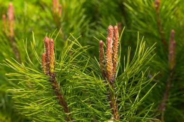 Sedir dalları. Sibirya sedir dallarında arka plan. Yeni külah çam üzerinde. Doğa kadar kapatın. Genç şube baharda çam.