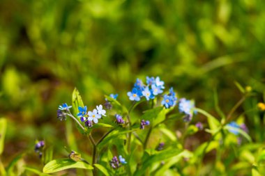 Küçük mavi unutma çiçekler bahar çayır üzerinde. Çayır bitki arka plan: küçük çiçekler mavi - unutma kadar yakın ve yeşil ot. Parlak mavi Çiçek demetleri