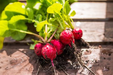 Organik turp ahşap arka plan üzerinde bir grup. Sebze yetiştirme. Taze yaz biyo Radish.concept ev bahçe ve çiğ sebze, sağlıklı beslenme, vejetaryen veya vegan yaşam tarzı