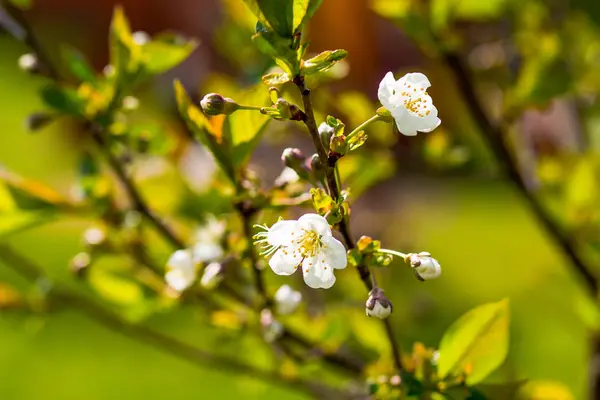 Körsbärsblommorna över suddig natur bakgrund vårblommor våren bakgrunden med bokeh trädgren med körsbär blommor över naturliga grön bakgrund — Stockfoto